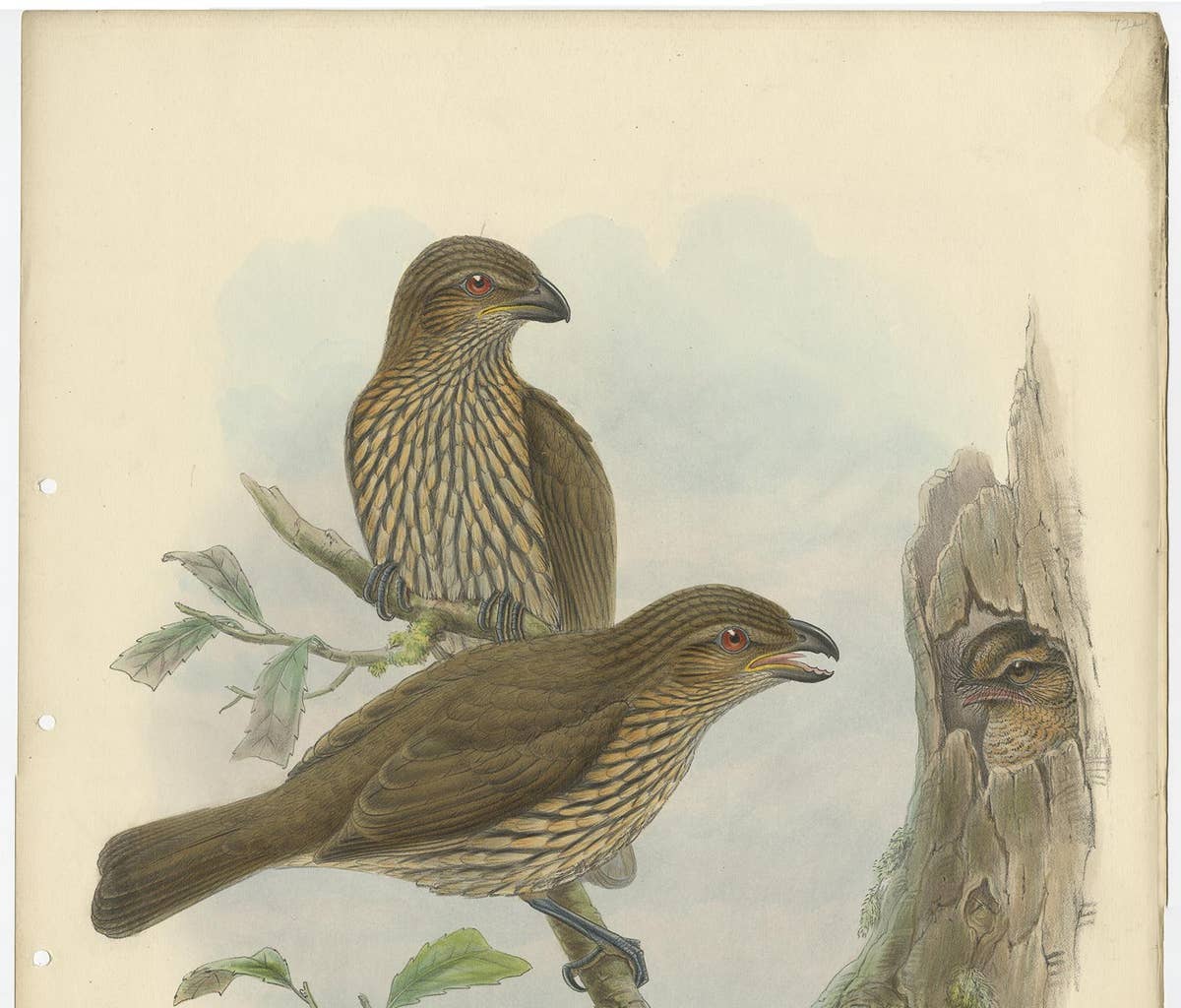 Antique Bird Print of the Tooth-Billed Bower-Bird by J. Gould, circa 1875