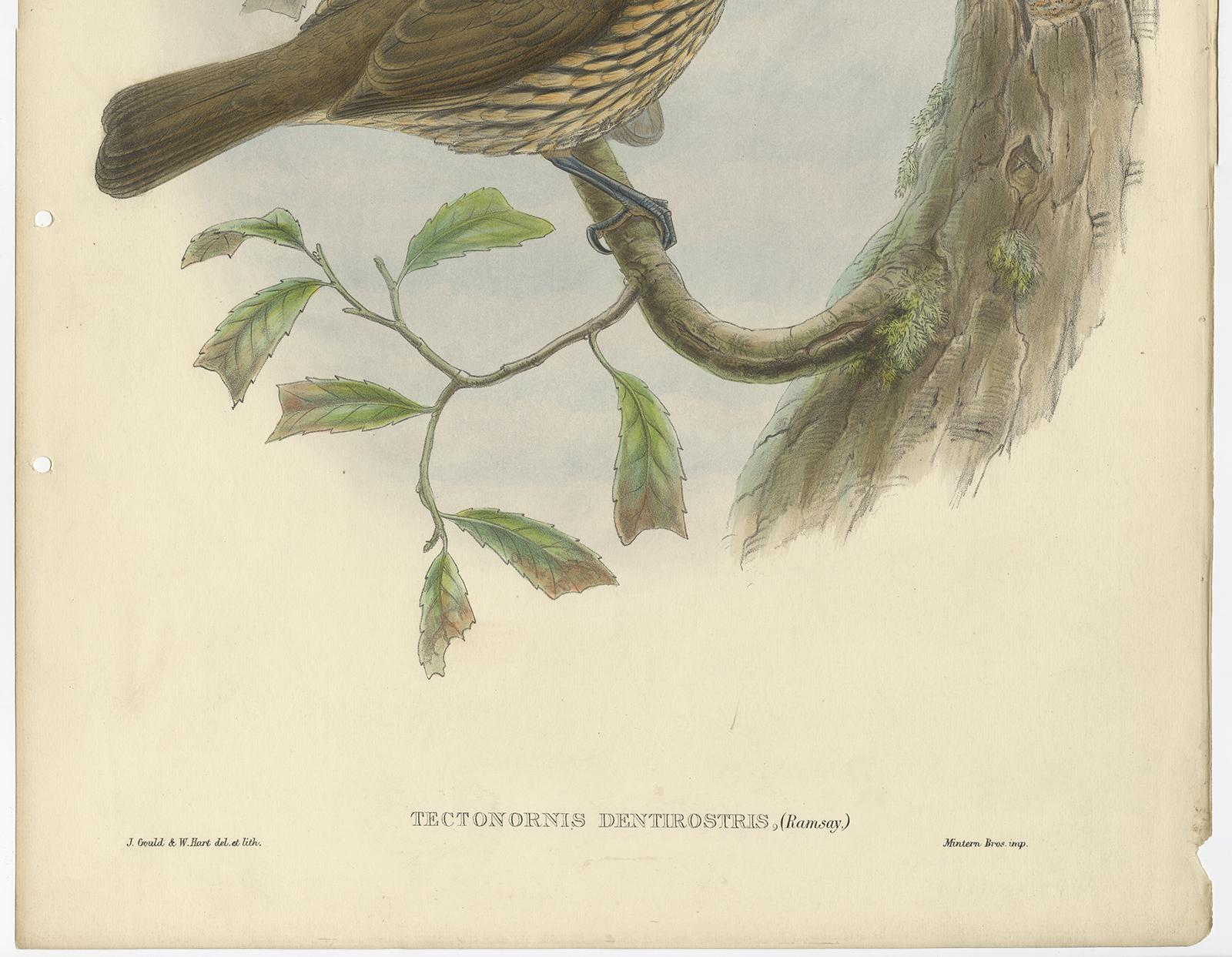 19th Century Antique Bird Print of the Tooth-Billed Bower-Bird by J. Gould, circa 1875 For Sale