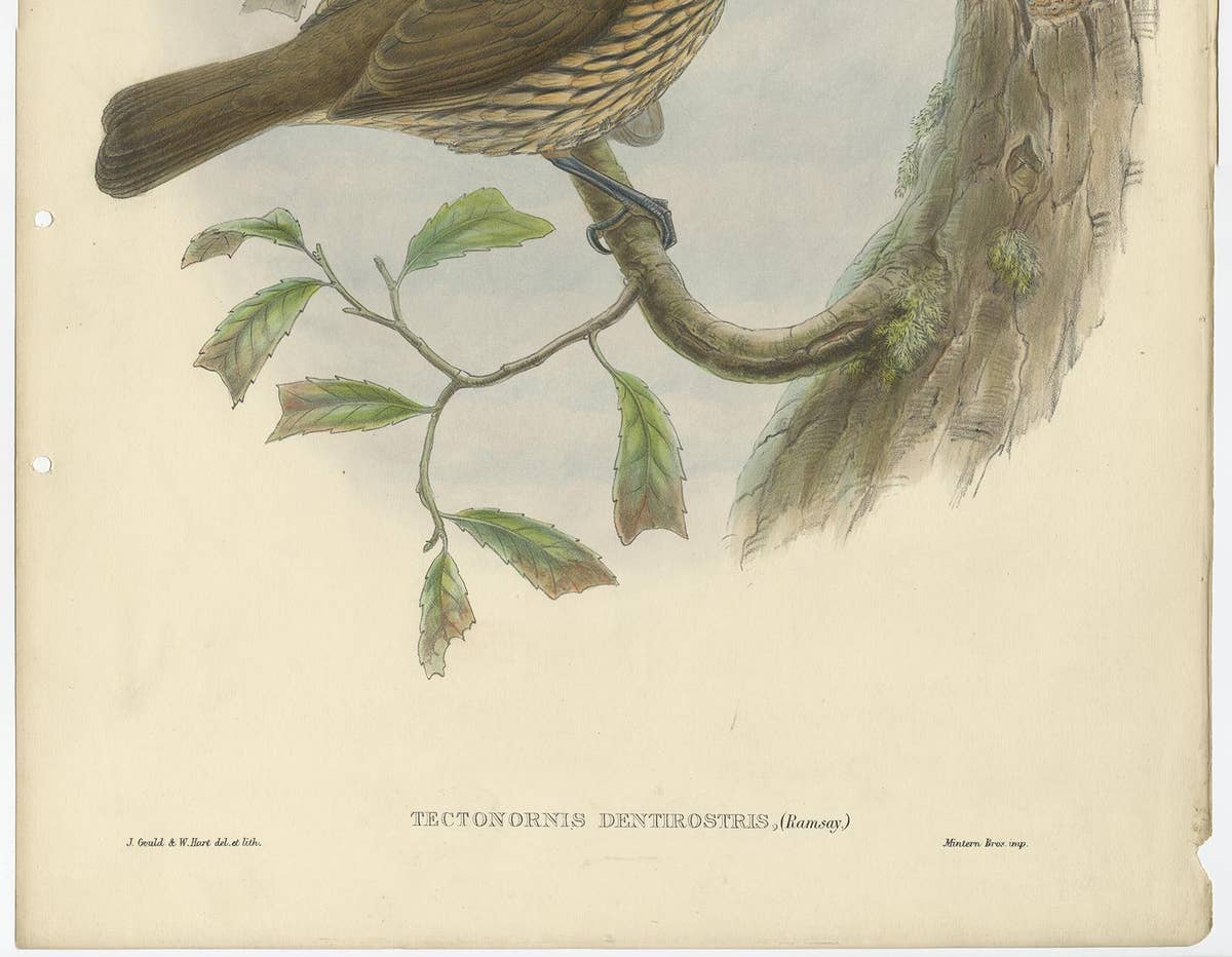 Antique Bird Print of the Tooth-Billed Bower-Bird by J. Gould, circa 1875