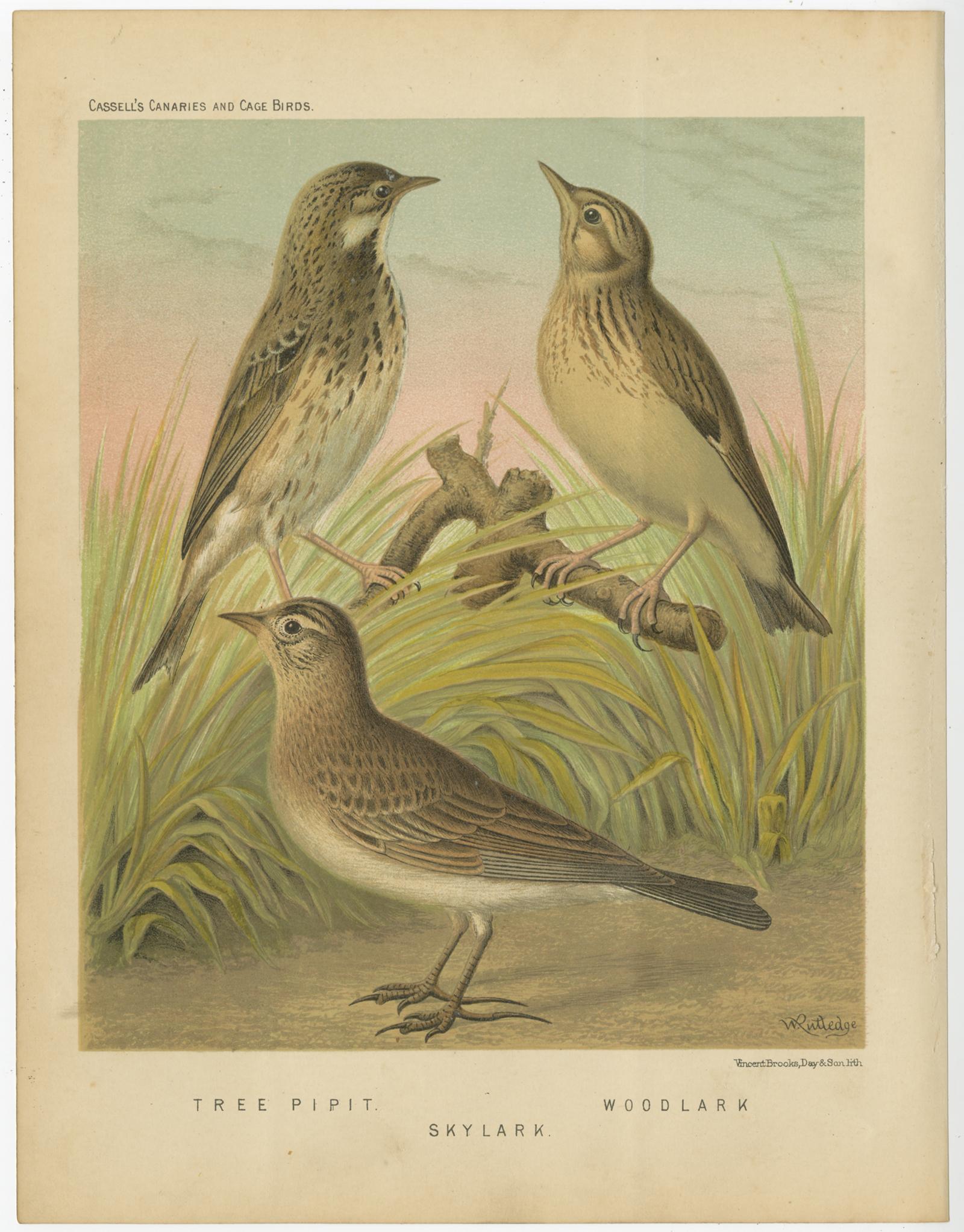 Antique bird print titled '1. Tree Pipit 2. Skylark 3. Woodlark' Old bird print depicting the Tree Pipit, Skylark and Woodlark. This print originates from: 'Illustrated book of canaries and cage-birds' by W. A. Blackston, W. Swaysland and August F.