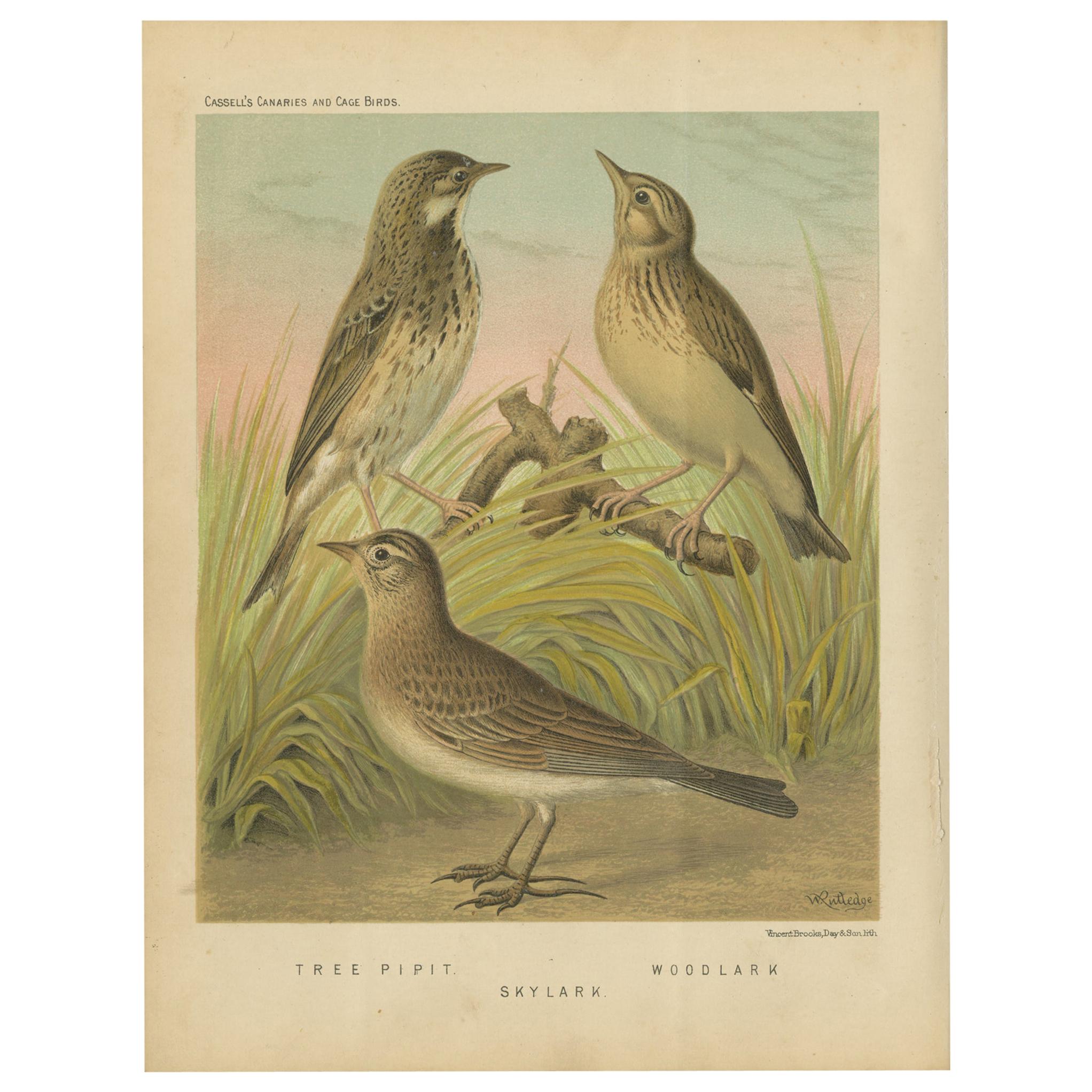 Antique Bird Print of the Tree Pipit, Skylark and Woodlark 'circa 1880' For Sale