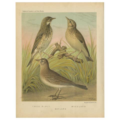 Antique Bird Print of the Tree Pipit, Skylark and Woodlark 'circa 1880'