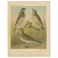 Antique Bird Print of the Tree Pipit, Skylark and Woodlark 'circa 1880'