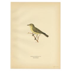 Grabado antiguo de la curruca arbórea por Von Wright, 1927