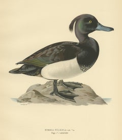 Antique Bird Print of the Tufted Duck by Von Wright, 1929