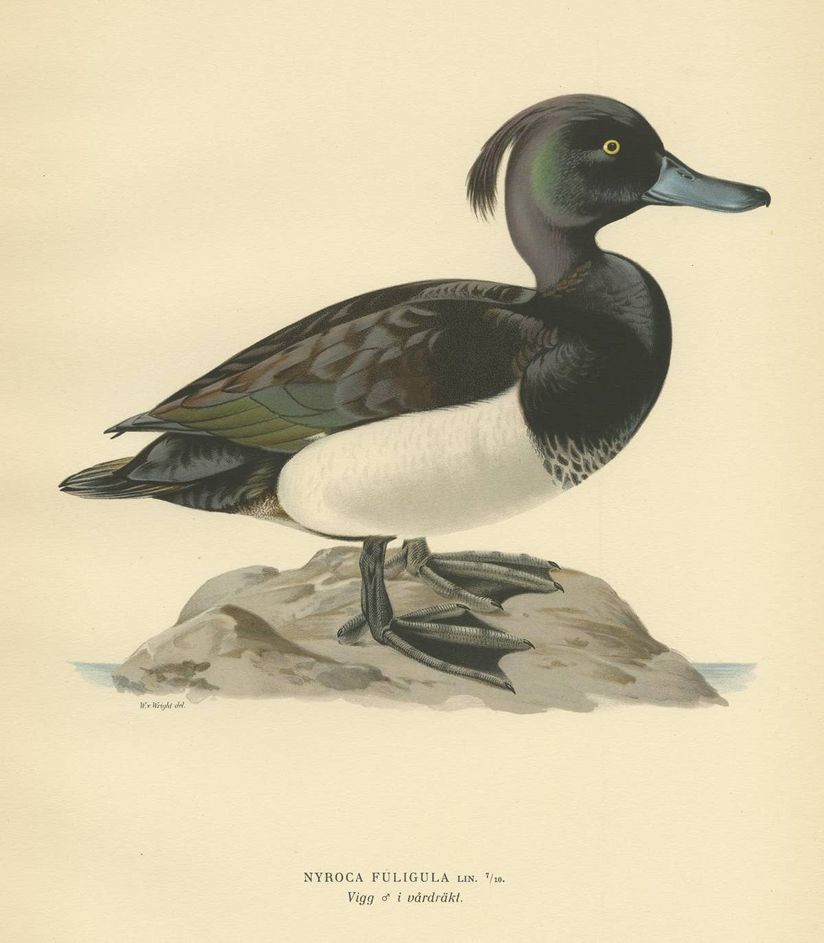 Antique Bird Print of the Tufted Duck by Von Wright, 1929