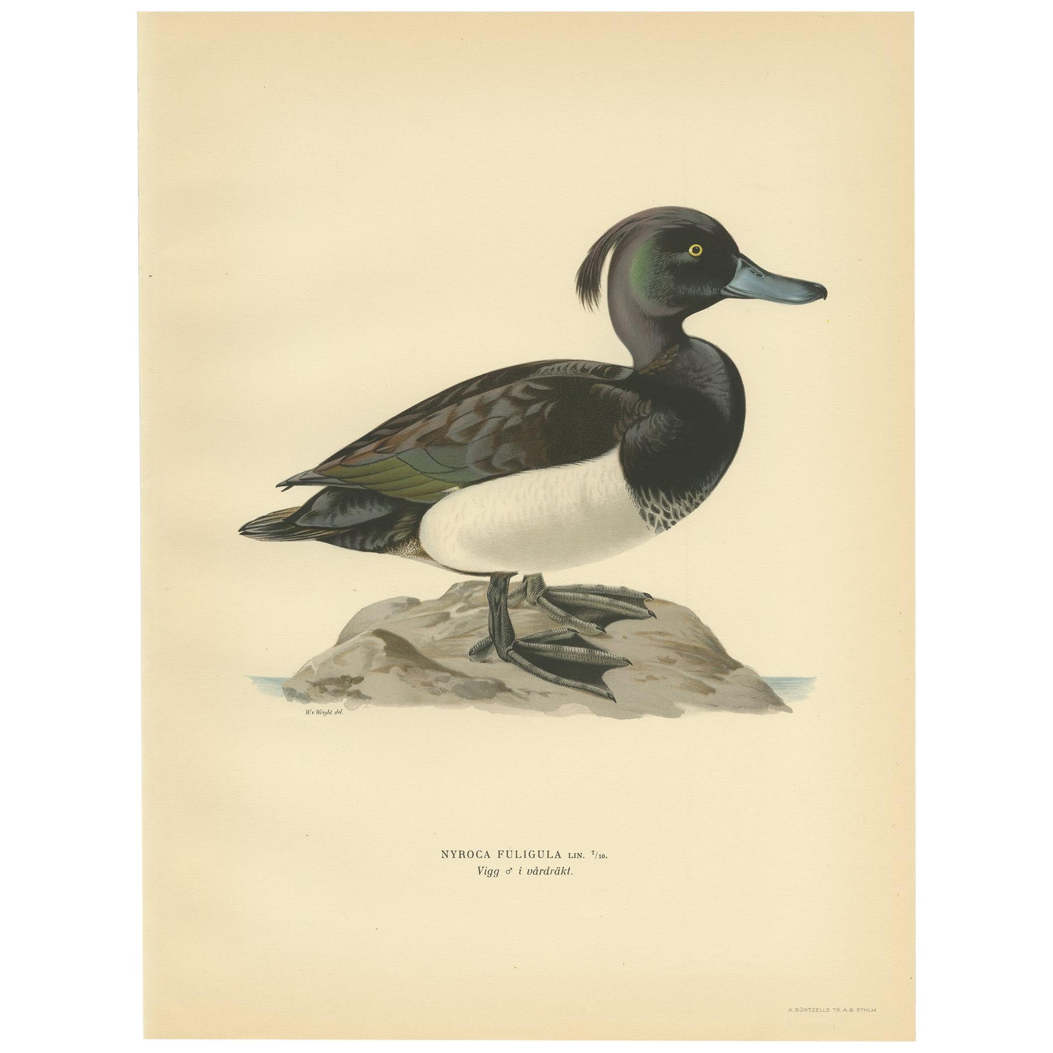 Gravure ancienne d'oiseau du canard huppé par Von Wright:: 1929