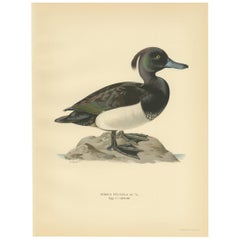 Gravure ancienne d'oiseau du canard huppé par Von Wright:: 1929