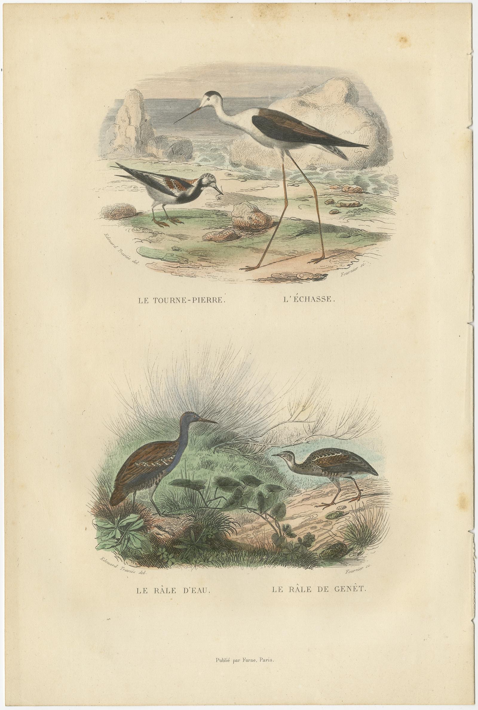 Impression ancienne d'oiseau du Turnstone, Stilt, Water Rail et Land Rail par Buffon en vente