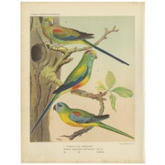 Used Bird Print of the Turquoise parrot and Many Colored Parrakeet