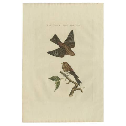 Twite – Fringilla Flavirostris – Antique Hand-Coloured Bird Print, 1809