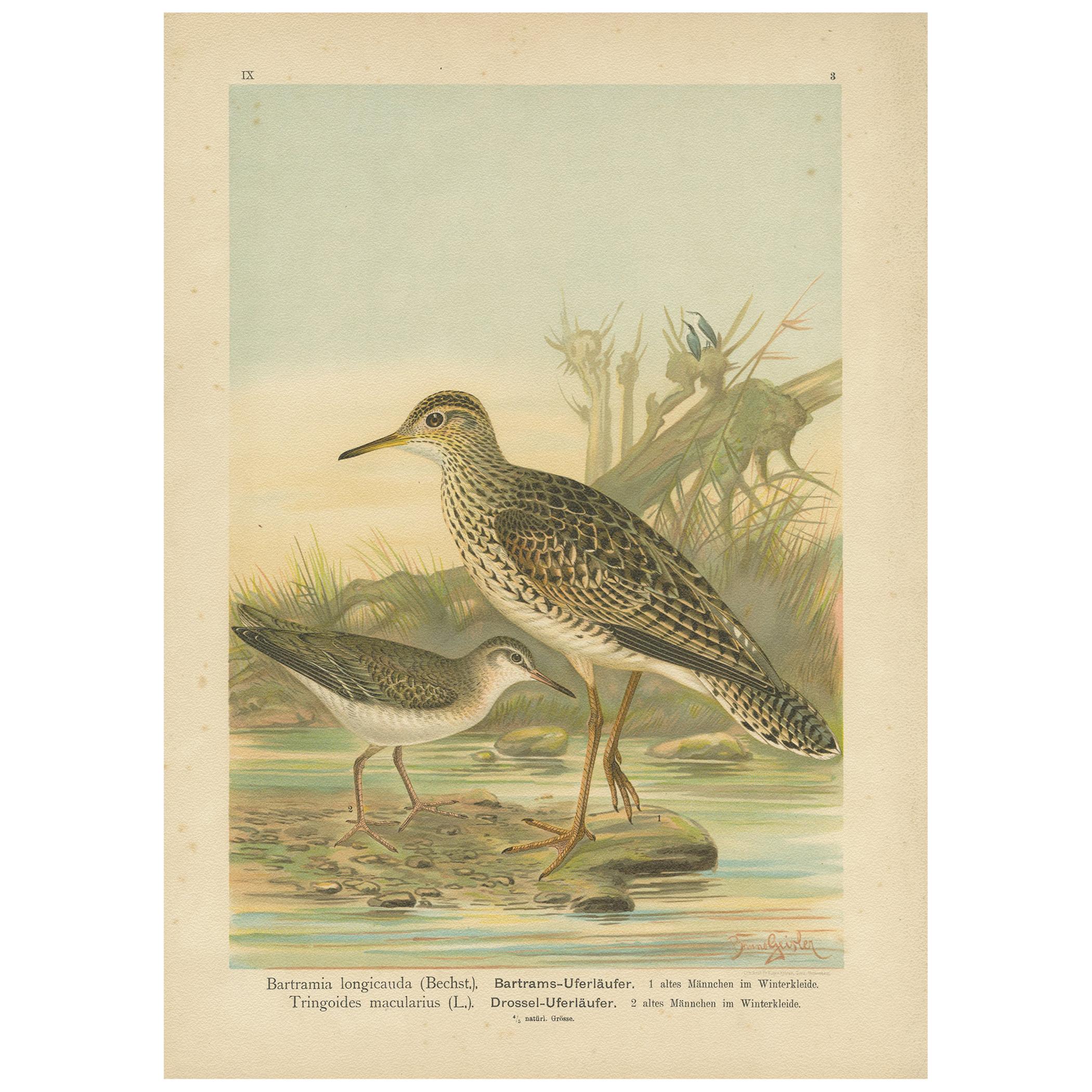 Antique Bird Print of the Upland and Spotted Sandpiper by Naumann, circa 1895 For Sale