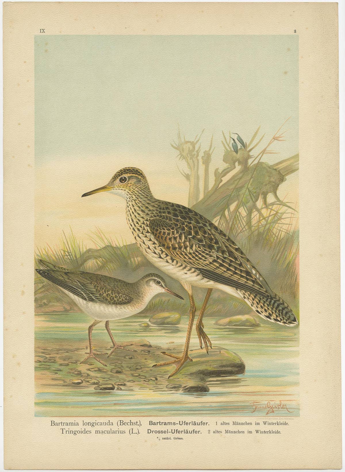 Antique Bird Print of the Upland and Spotted Sandpiper by Naumann, circa 1895
