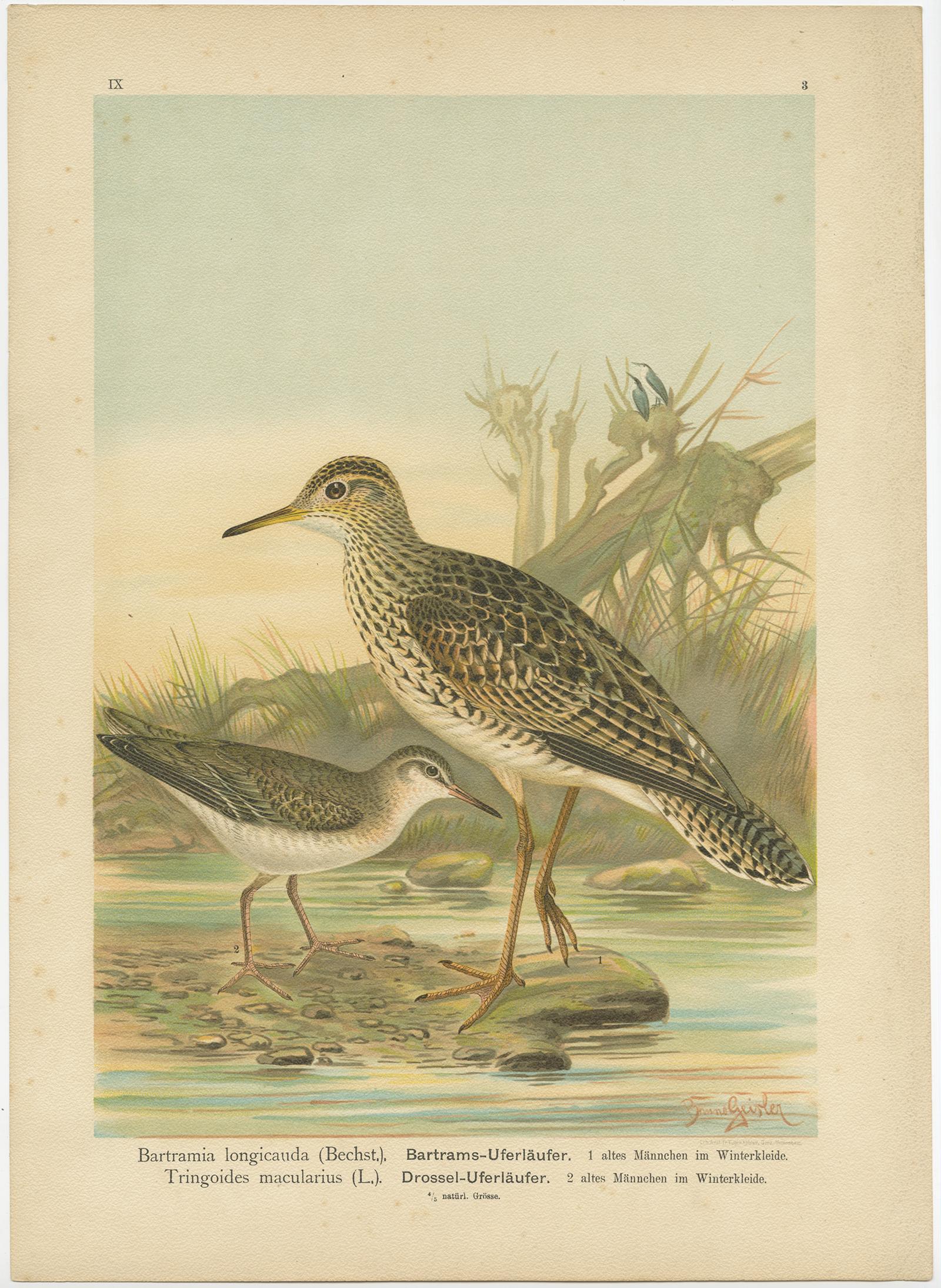 Antique Bird Print of the Upland and Spotted Sandpiper by Naumann, circa 1895 In Good Condition For Sale In Langweer, NL