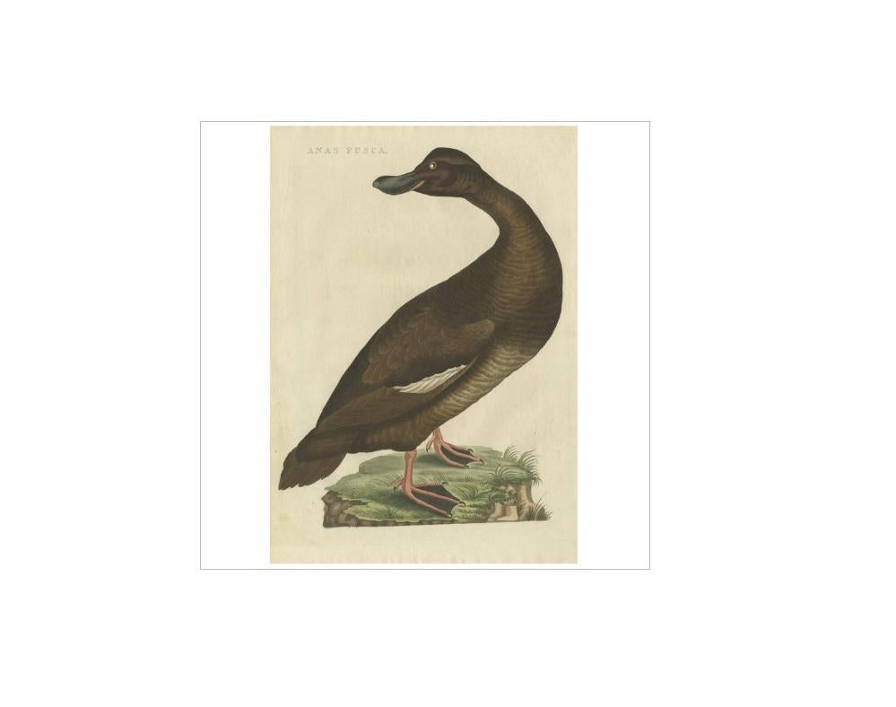 Antique print titled 'Anas Fusca'. The velvet scoter (Melanitta fusca), also called a velvet duck, is a large sea duck, which breeds over the far north of Europe and Asia west of the Yenisey basin. The genus name is derived from Ancient Greek melas