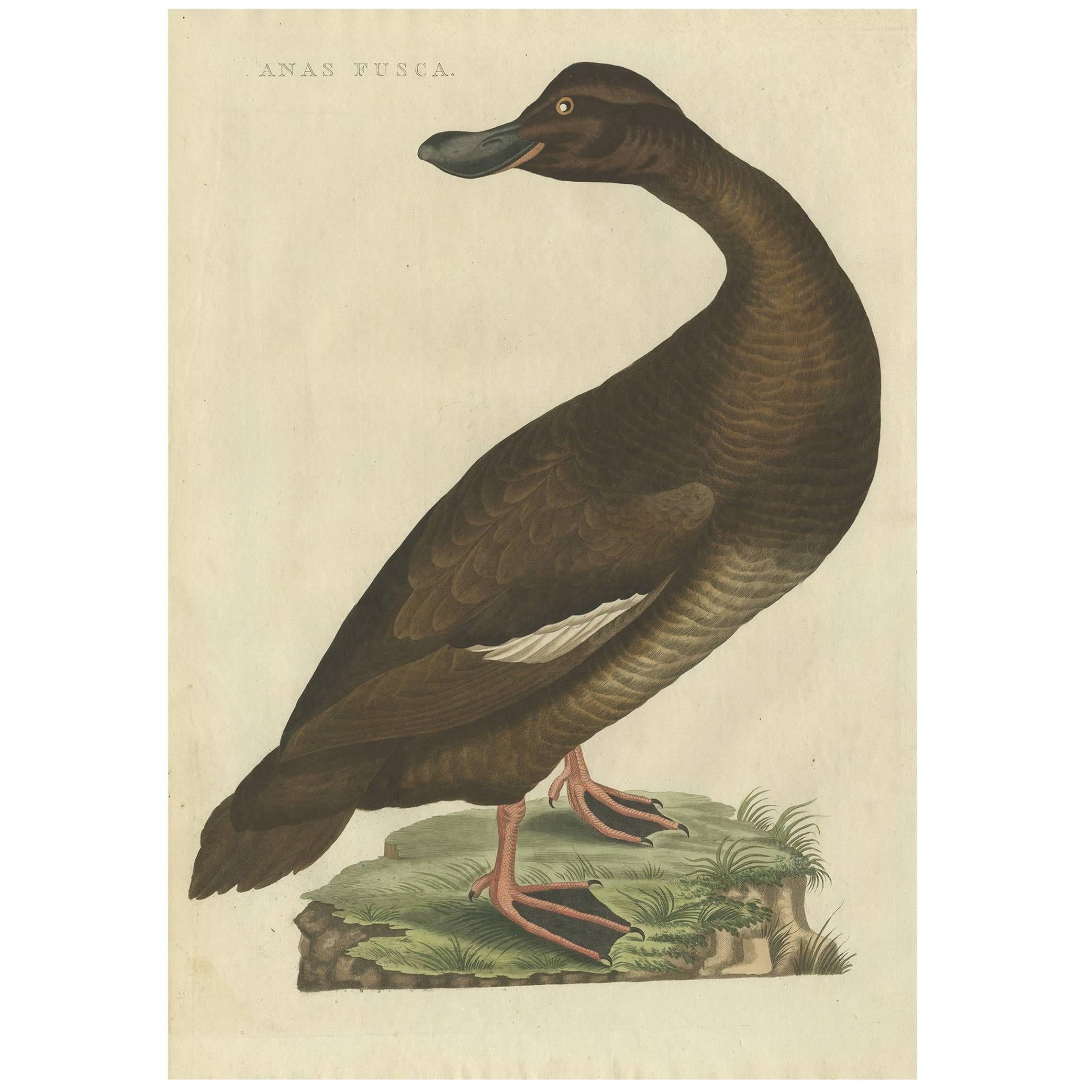 Antique Bird Print of the Velvet Scoter by Sepp & Nozeman, 1809