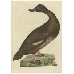 Used Bird Print of the Velvet Scoter by Sepp & Nozeman, 1809