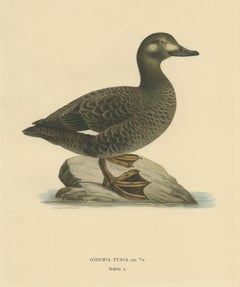 Antique Bird Print of the Velvet Scoter by Von Wright '1927'