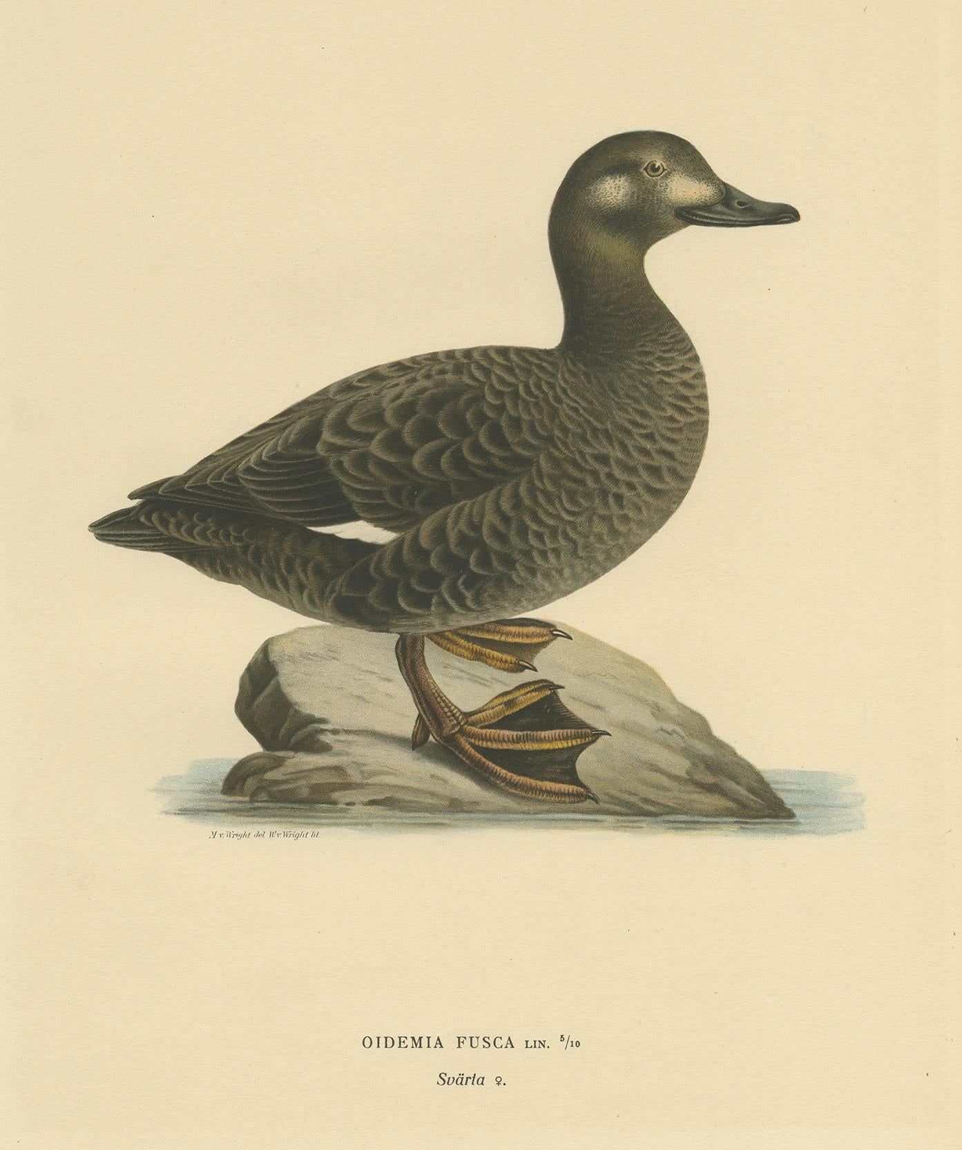 XX secolo Stampa antica di uccelli di Von Wright del 1927 in vendita