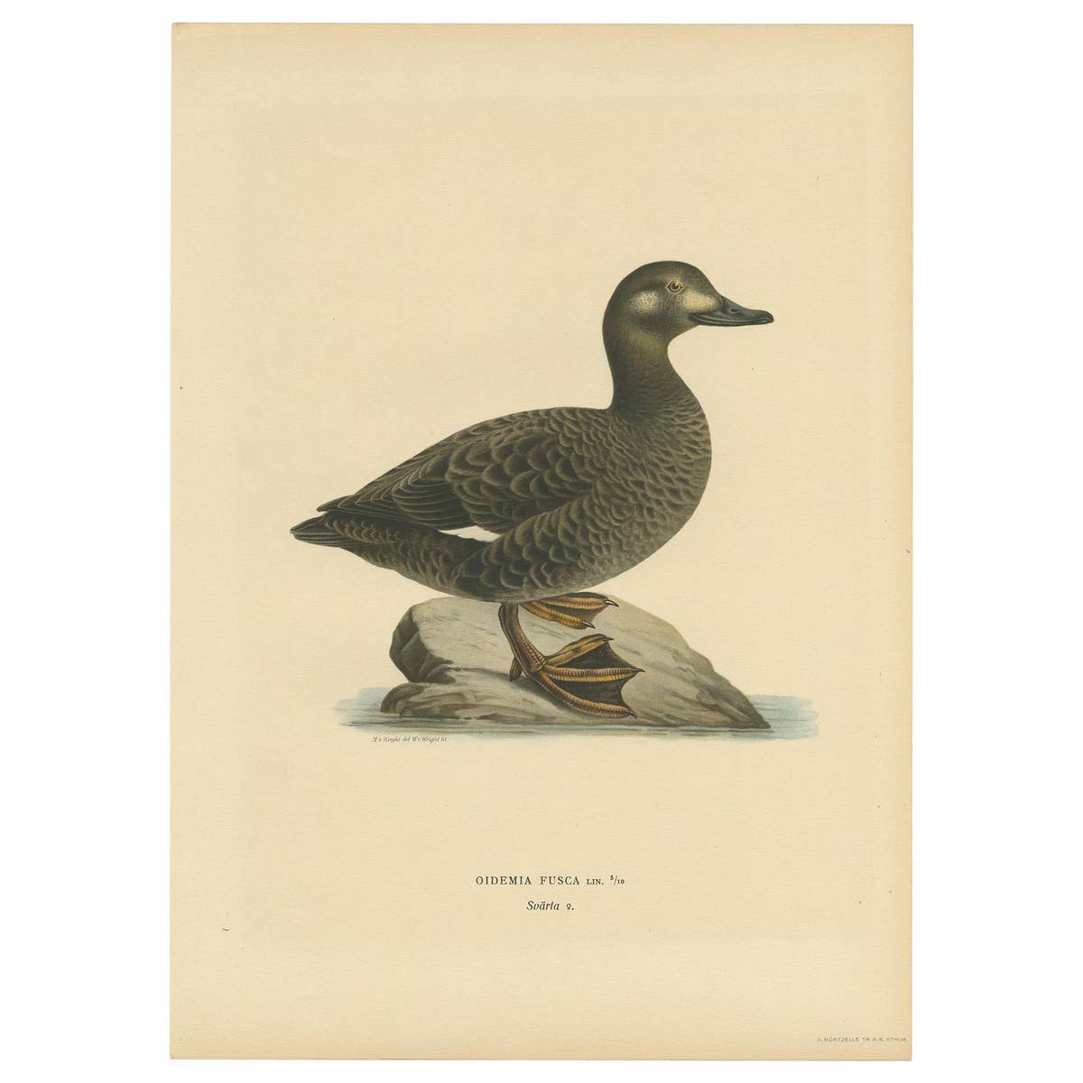 Antique Bird Print of the Velvet Scoter by Von Wright '1927'