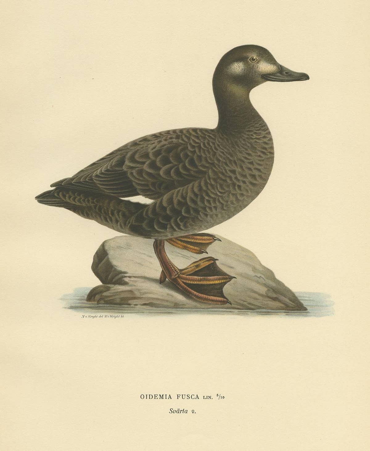 Antique Bird Print of the Velvet Scoter by Von Wright '1929'