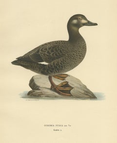 Antique Bird Print of the Velvet Scoter by Von Wright '1929'