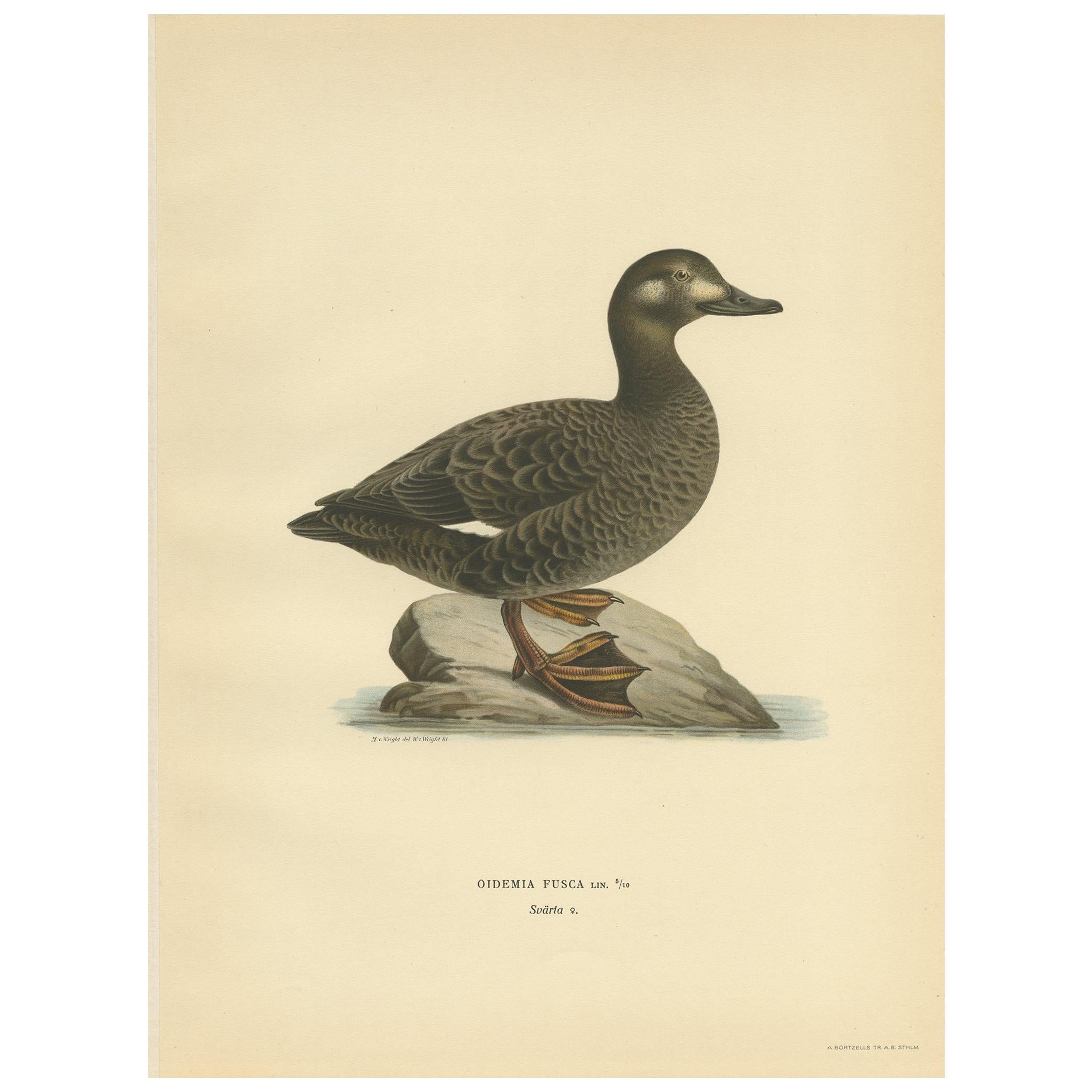 Antique Bird Print of the Velvet Scoter by Von Wright '1929'