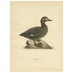 Antique Bird Print of the Velvet Scoter by Von Wright '1929'