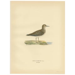 Vintage Bird Print of the Wader by Von Wright, 1929