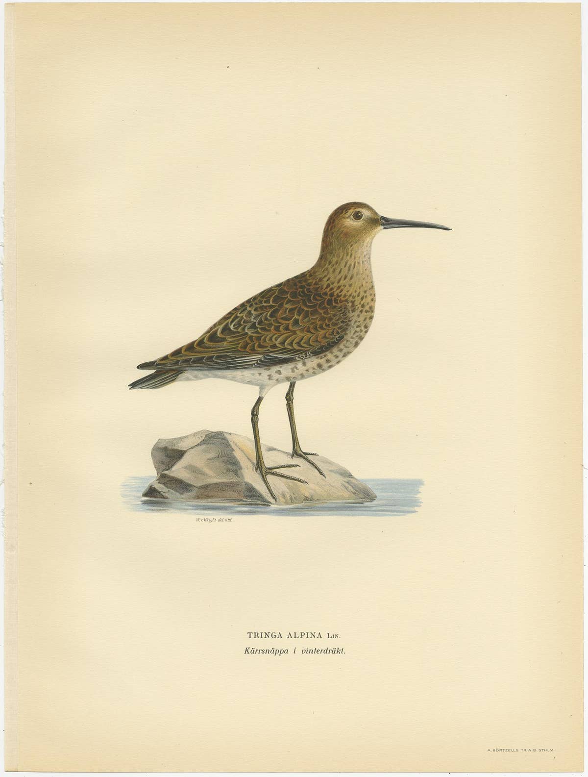 Antique Bird Print of the Wader 'Winter' by Von Wright, 1929