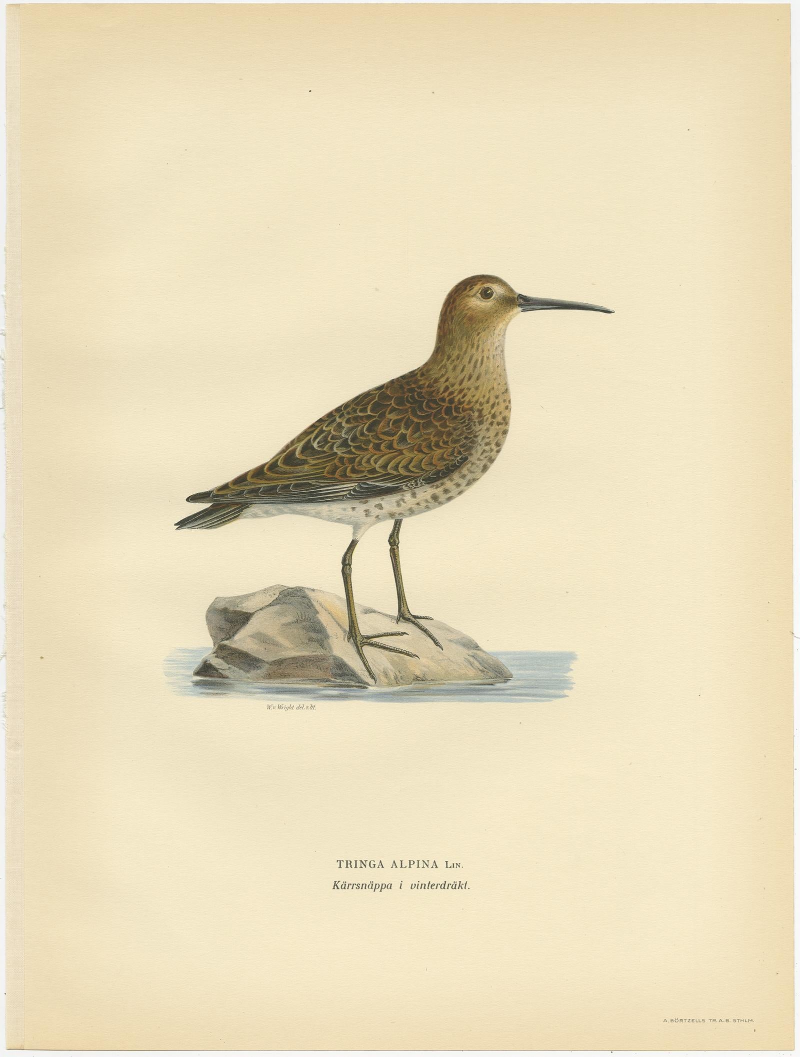 Antique Bird Print of the Wader 'Winter' by Von Wright, 1929 In Good Condition For Sale In Langweer, NL