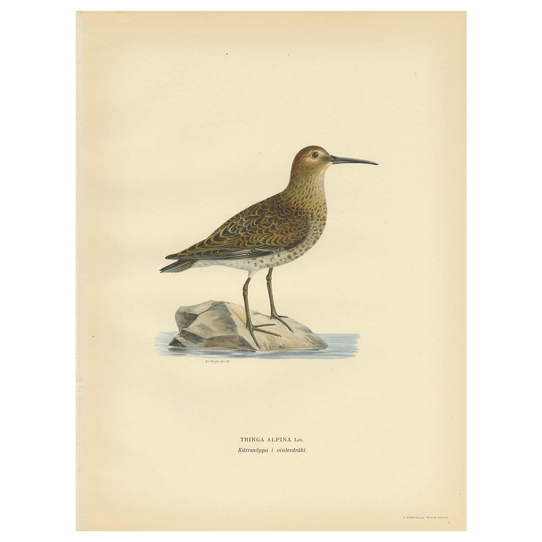 Antique Bird Print of the Wader 'Winter' by Von Wright, 1929