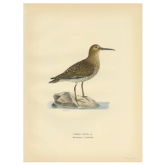 Antique Bird Print of the Wader 'Winter' by Von Wright, 1929