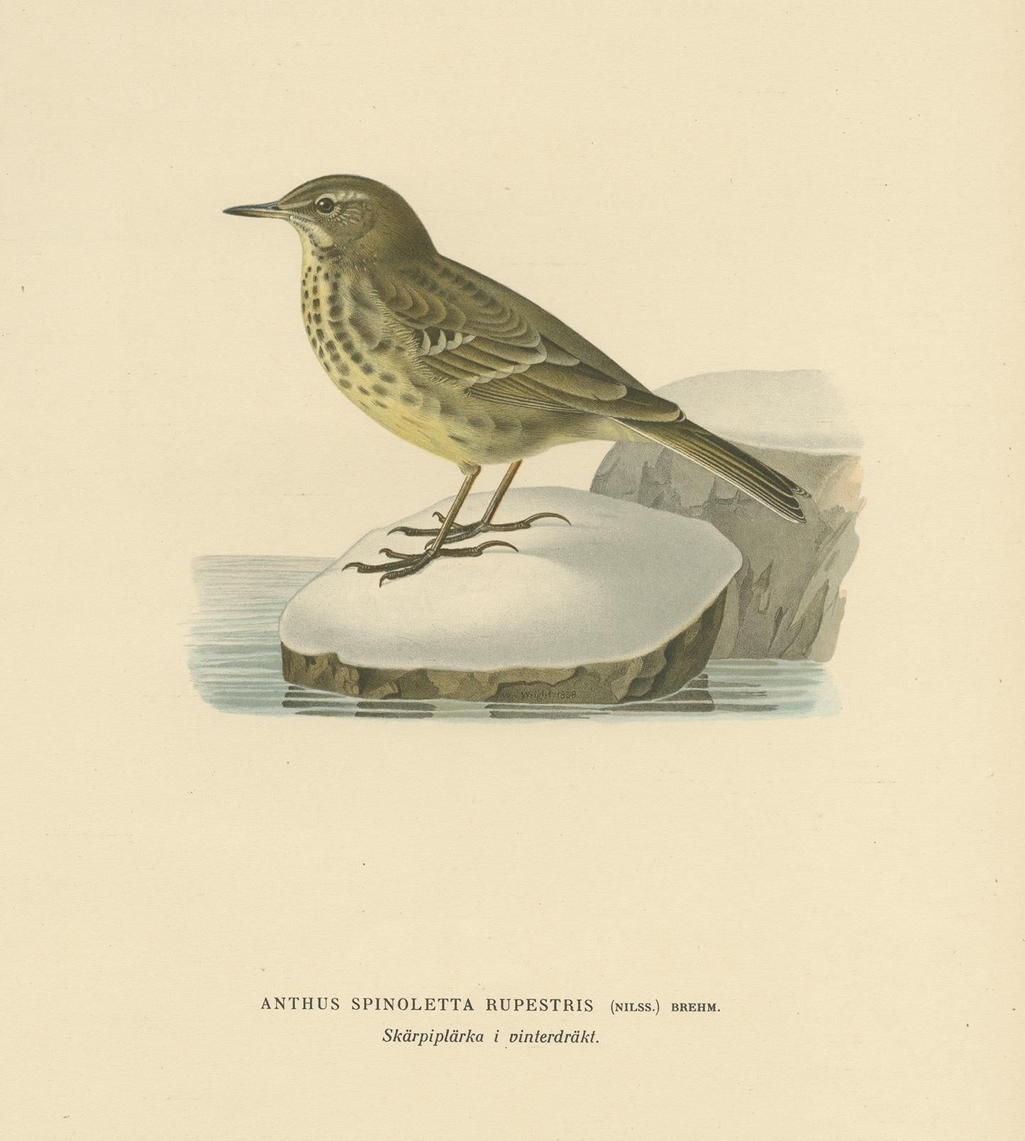 Antique Bird Print of the Water Pipit by Von Wright '1927' In Good Condition For Sale In Langweer, NL