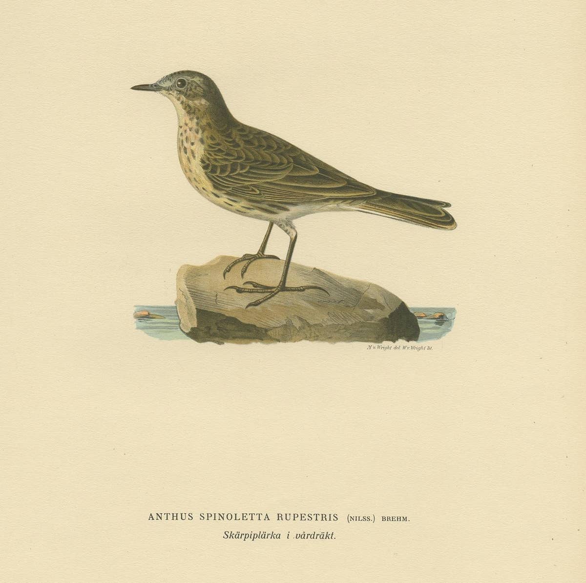 Antique Bird Print of the Water Pipit by Von Wright, 1927
