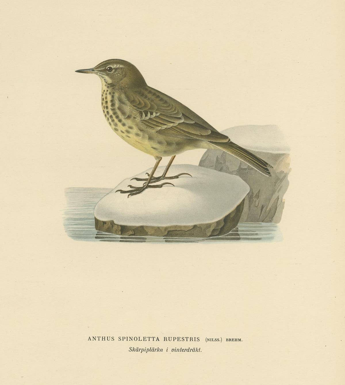 Antique Bird Print of the Water Pipit by Von Wright '1927'