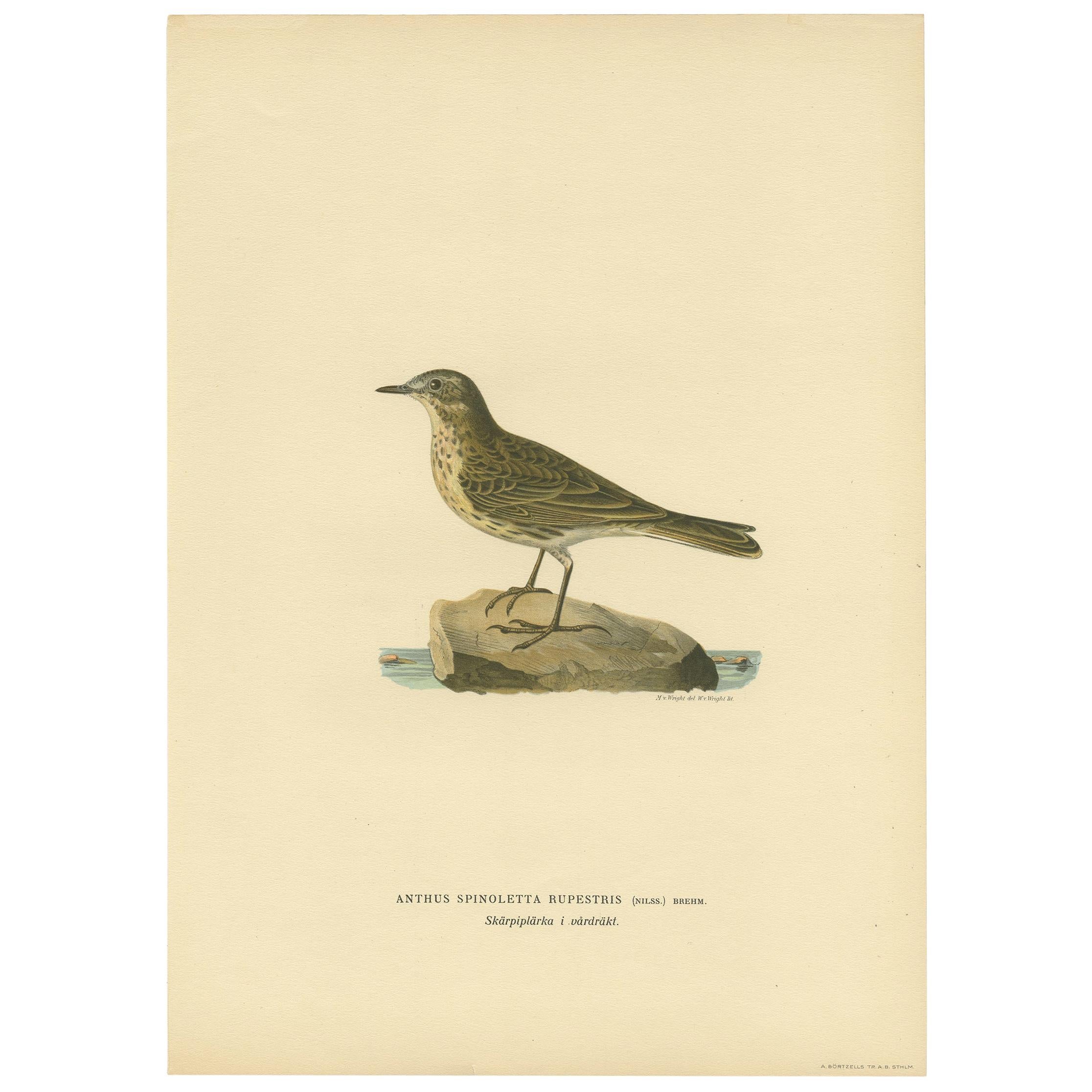 Grabado antiguo de pájaros de la Bisbita alpina de Von Wright, 1927