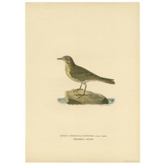 Antique Bird Print of the Water Pipit by Von Wright, 1927