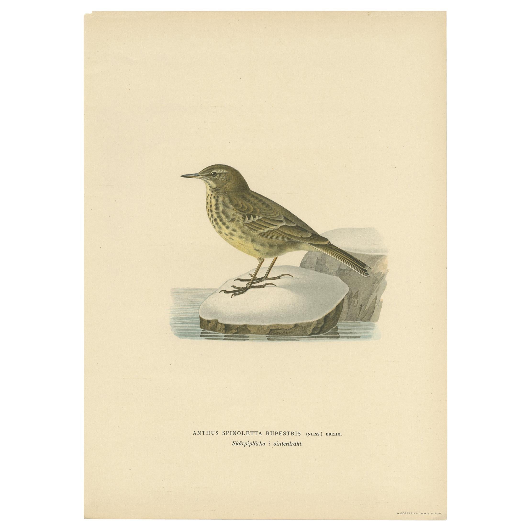 Antique Bird Print of the Water Pipit by Von Wright '1927'