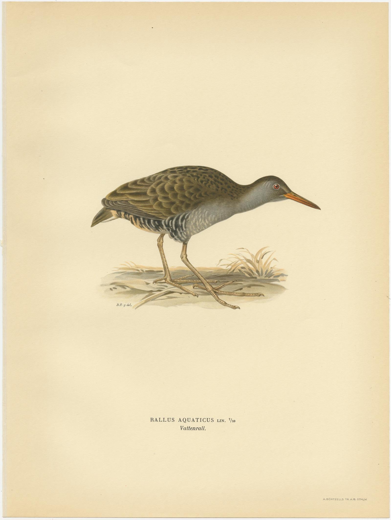 Gravure ancienne d'oiseaux intitulée 