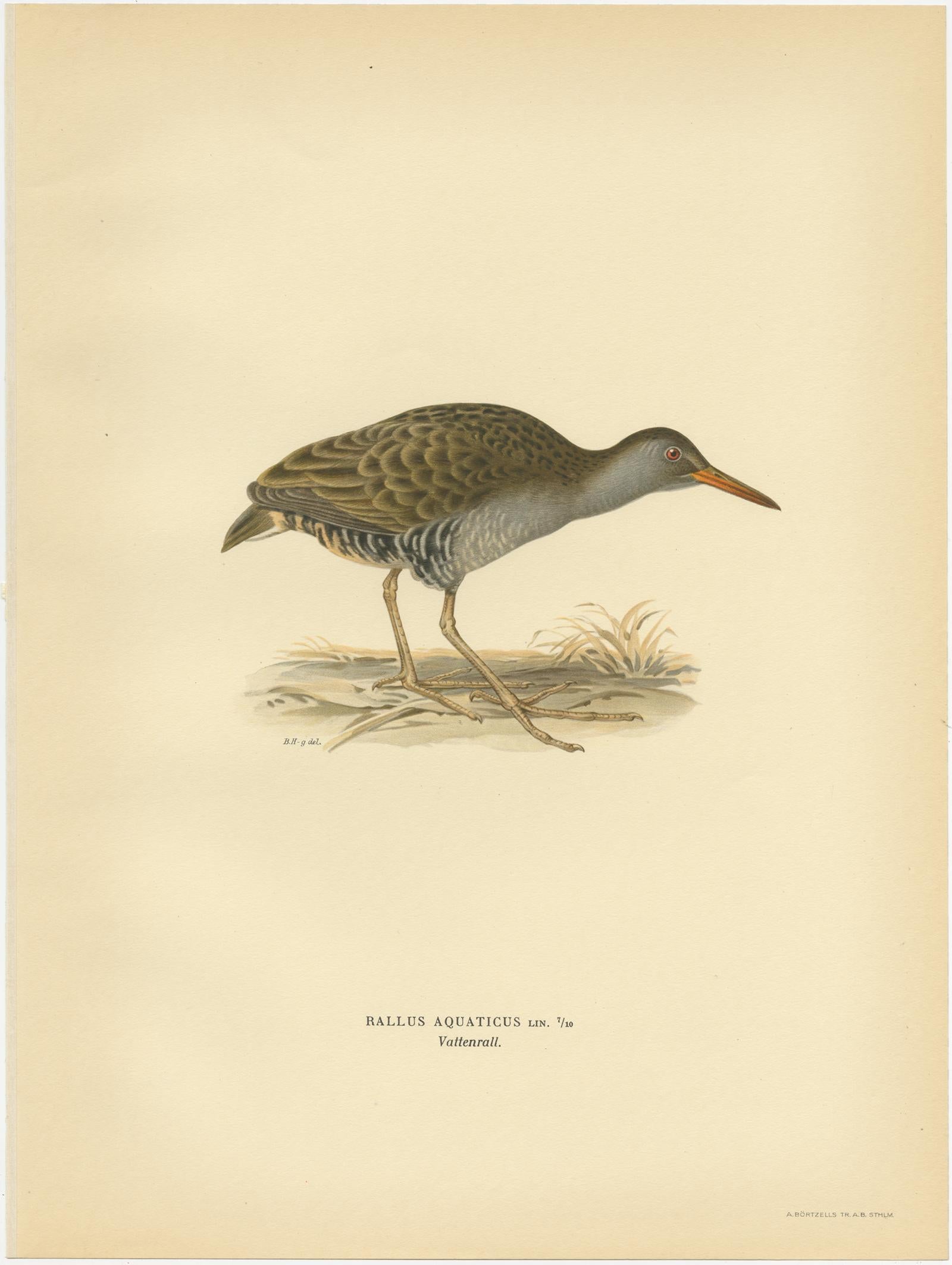 Antique bird print titled 'Rallus Aquaticus'. Old bird print depicting the Water Rail. This print originates from 'Svenska Foglar Efter Naturen Och Pa Stenritade' by Magnus von Wright.