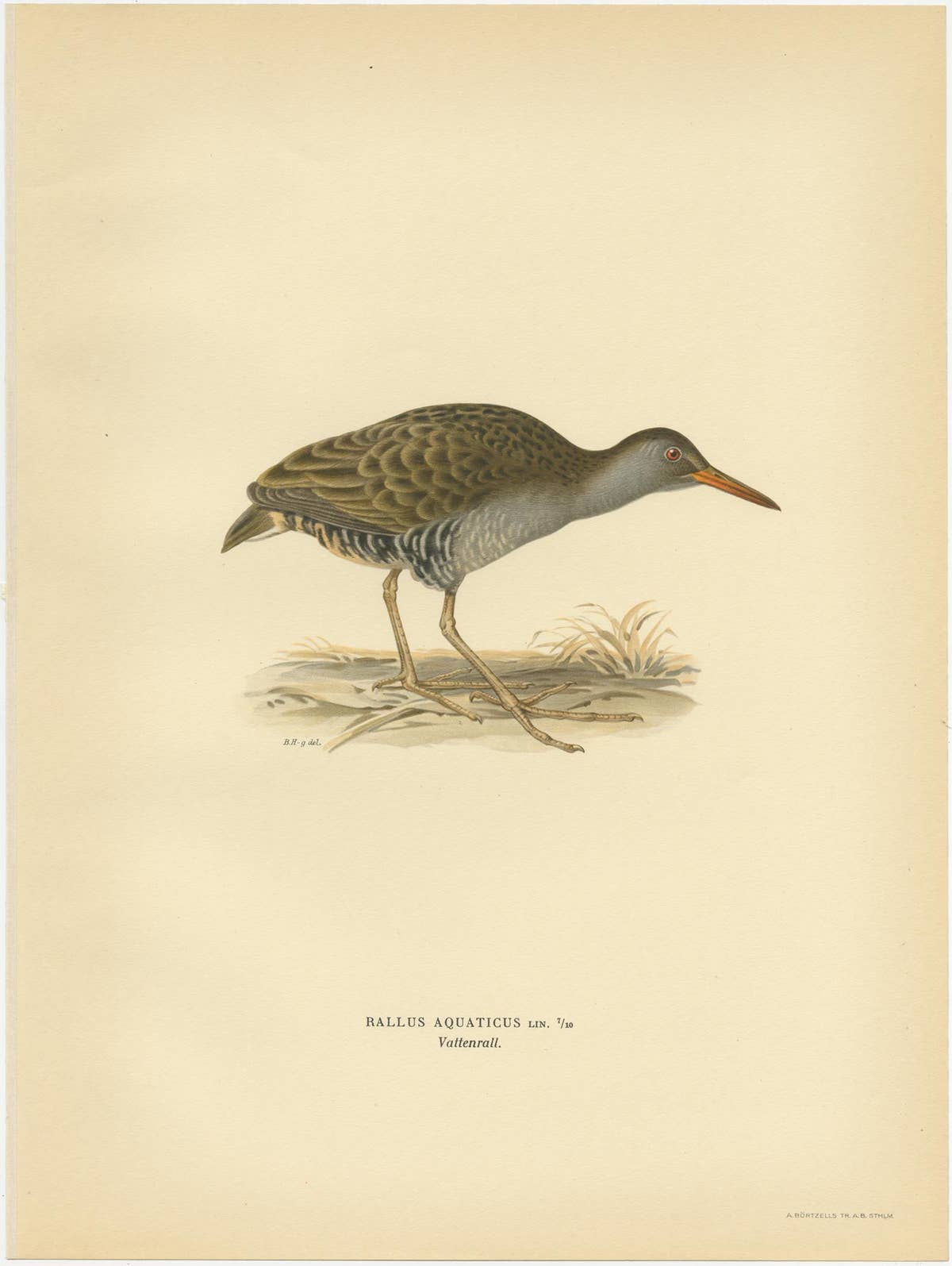 Antique Bird Print of the Water Rail by Von Wright '1929'