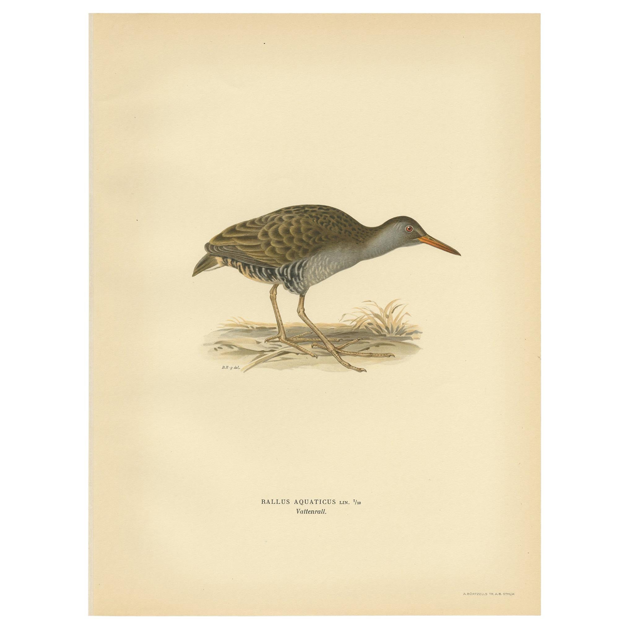 Antique Bird Print of the Water Rail by Von Wright '1929' For Sale