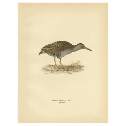 Antique Bird Print of the Water Rail by Von Wright '1929'