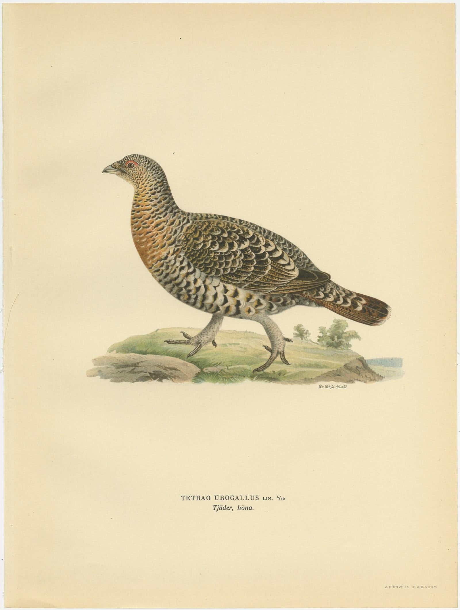 Antique bird print titled 'Tetrao Urogallus'. Old bird print depicting the Western Capercaillie. This print originates from 'Svenska Foglar Efter Naturen Och Pa Stenritade' by Magnus von Wright.