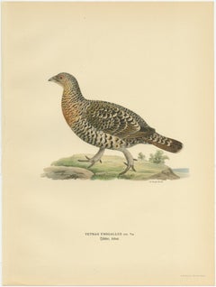 Antique Bird Print of the Western Capercaillie by Von Wright, 1929