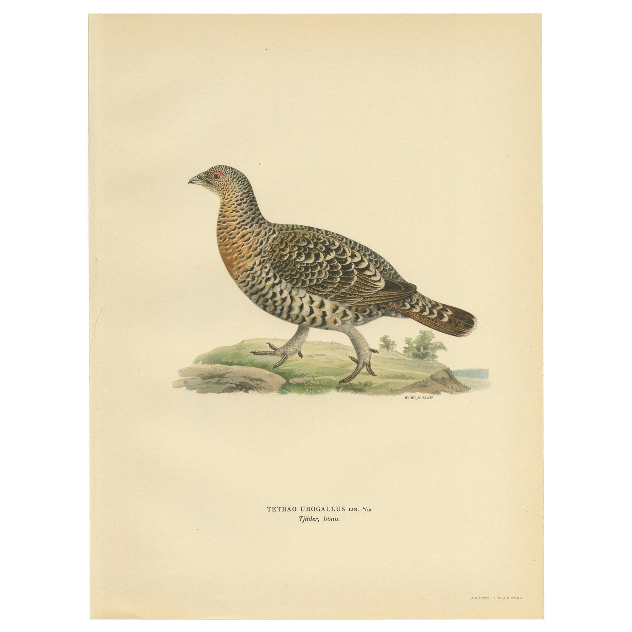 Antique Bird Print of the Western Capercaillie by Von Wright, 1929 For Sale