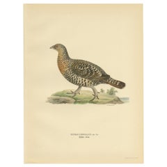 Antique Bird Print of the Western Capercaillie by Von Wright, 1929