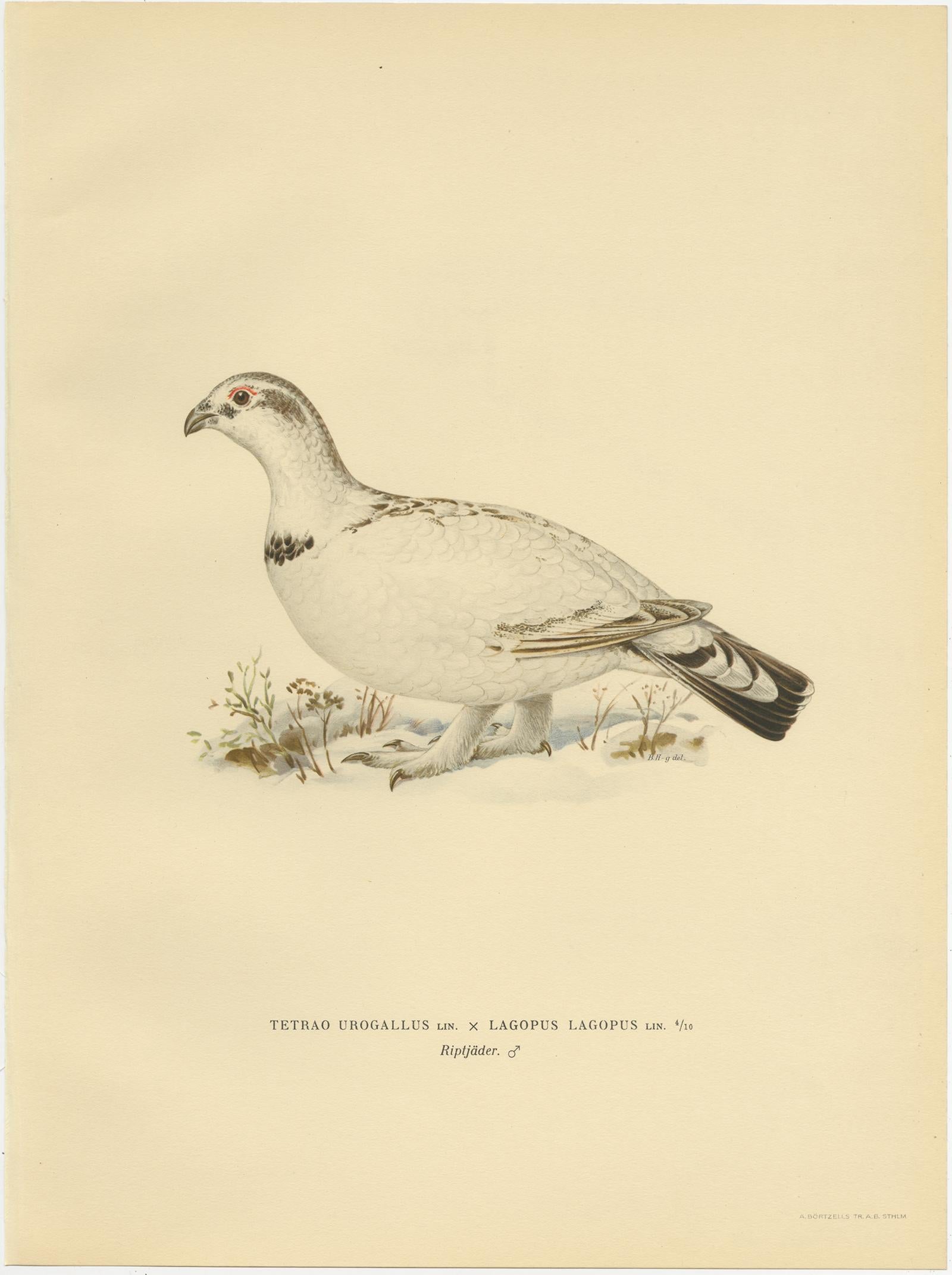 Gravure ancienne d'oiseaux intitulée 'Tetrao Urogallu x Lagopus Lagopus'. Ancienne gravure d'oiseau représentant le Grand Tétras occidental (mâle). Cette gravure provient de 