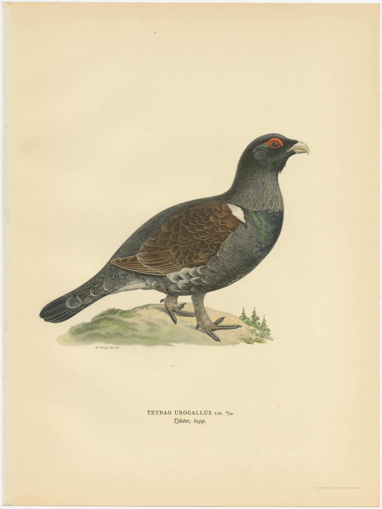 Gravure ancienne d'oiseau intitulée 'Tetrao Urogallus'. Ancienne gravure d'oiseau représentant le Grand Tétras occidental (mâle). Cette gravure provient de 